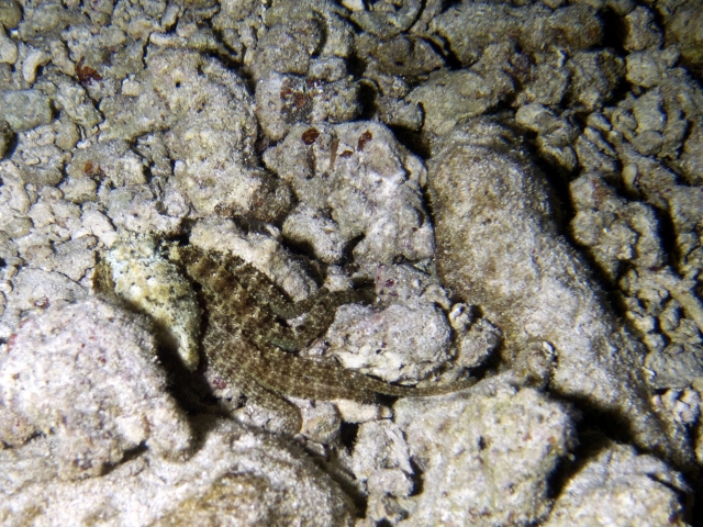 2012 Wakatobi UW - 003