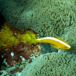 2012 Wakatobi UW - 005