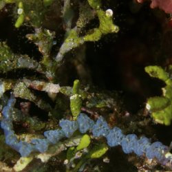 2012 Wakatobi UW - 010