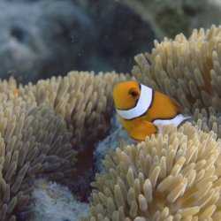 2012 Wakatobi UW - 015