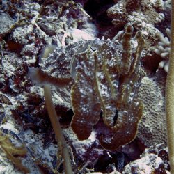 2012 Wakatobi UW - 023