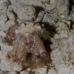 2012 Wakatobi UW - 024