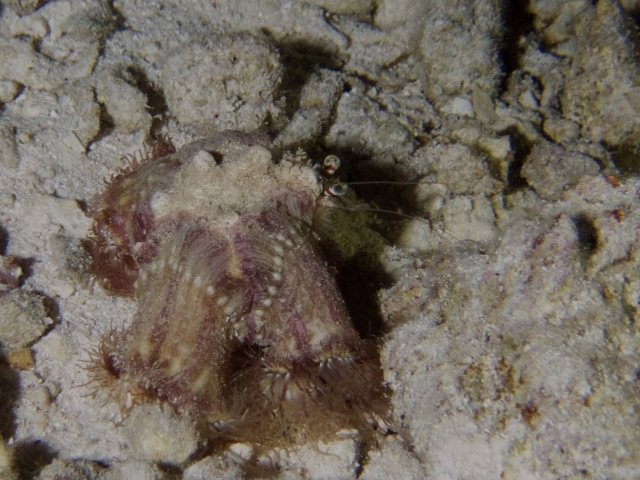 2012 Wakatobi UW - 024