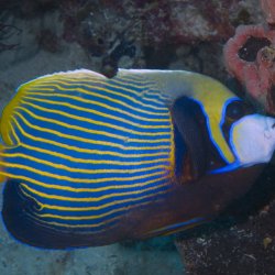 2012 Wakatobi UW - 030