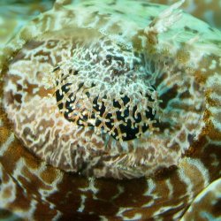 2012 Wakatobi UW - 032