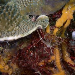 2012 Wakatobi UW - 033