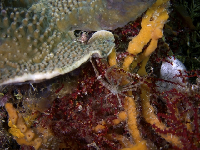 2012 Wakatobi UW - 033