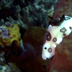 2012 Wakatobi UW - 036