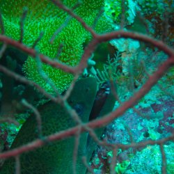 2012 Wakatobi UW - 039