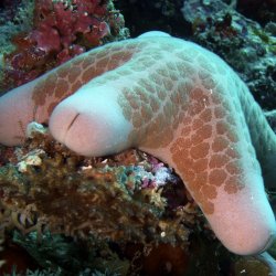 2012 Wakatobi UW - 041