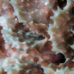 2012 Wakatobi UW - 042