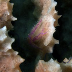 2012 Wakatobi UW - 043