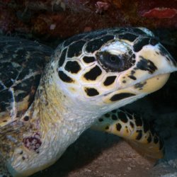 2012 Wakatobi UW - 044