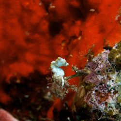 2012 Wakatobi UW - 045