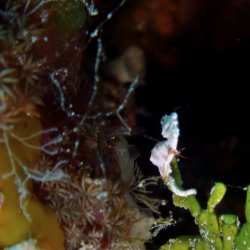 2012 Wakatobi UW - 047