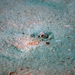 2012 Wakatobi UW - 048