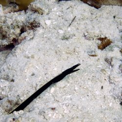 2012 Wakatobi UW - 049