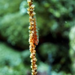 2012 Wakatobi UW - 052