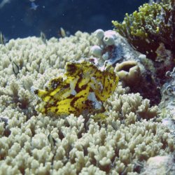 2012 Wakatobi UW - 054