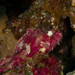 2012 Wakatobi UW - 056