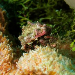 2012 Wakatobi UW - 057