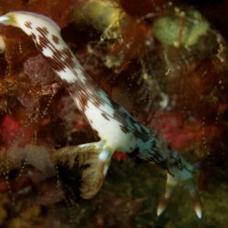 2012 Wakatobi UW - 058