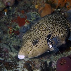 2012 Wakatobi UW - 061