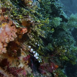 2012-Wakatobi-UW-063