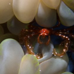 2012 Wakatobi UW - 065