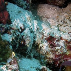 2012 Wakatobi UW - 066