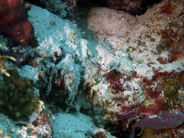 2012 Wakatobi UW - 066