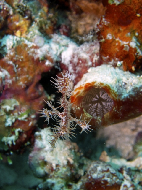 2012 Wakatobi UW - 067