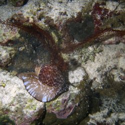 2012 Wakatobi UW - 070