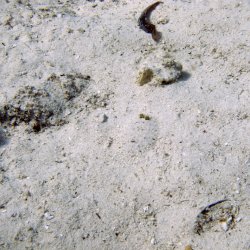 2012 Wakatobi UW - 071