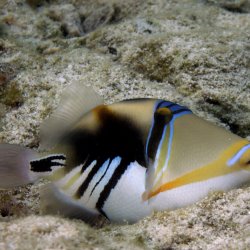 2012 Wakatobi UW - 072