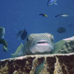 2012 Wakatobi UW - 074