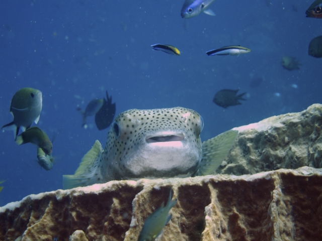 2012 Wakatobi UW - 074