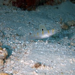 2012 Wakatobi UW - 075