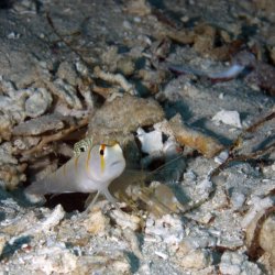 2012 Wakatobi UW - 076