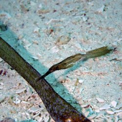 2012 Wakatobi UW - 078