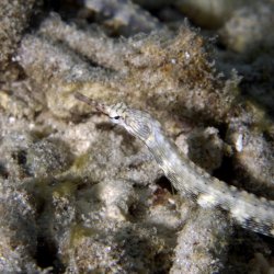 2012 Wakatobi UW - 080