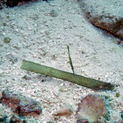 2012 Wakatobi UW - 081