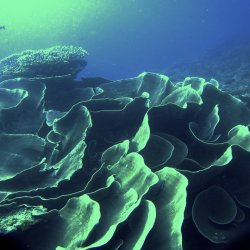 2012 Wakatobi UW - 082