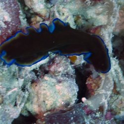 2012 Wakatobi UW - 083