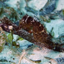 2012 Wakatobi UW - 086