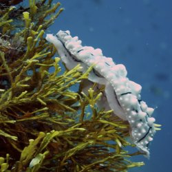 2012 Wakatobi UW - 088