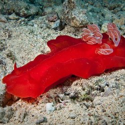 2012 Wakatobi UW - 092