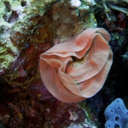 2012 Wakatobi UW - 093