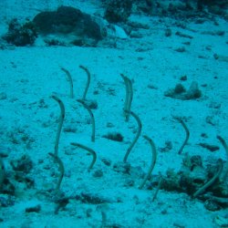 2012 Wakatobi UW - 095