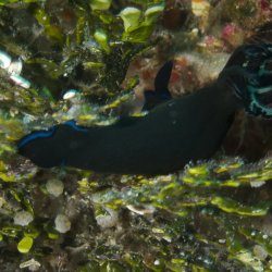 2012 Wakatobi UW - 098